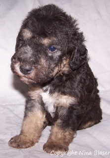 Alanus 26042006-1.jpg